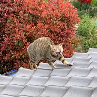 余裕の表情すぎるネコ　　そらさん
