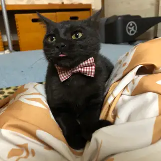 こけしすぎるネコ　　ポプサチさん