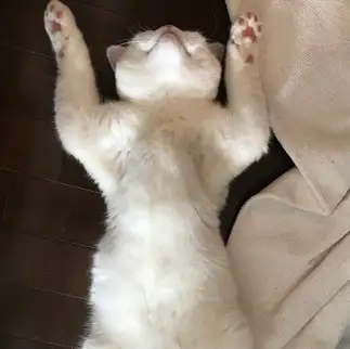 警戒心皆無すぎるネコ　　ももいちさん