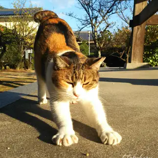中途半端に伸びしすぎるネコ　　t.takaharuさん