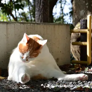 呑んだくれすぎるネコ　　仙城　彩漓さん