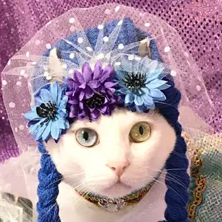 ガン見しすぎるネコ　　坂口啓子さん