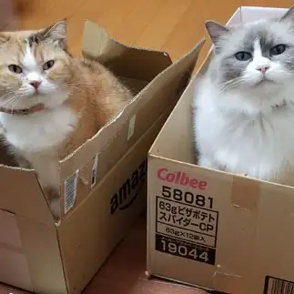 箱が好きすぎるネコ　　ねこちるさん