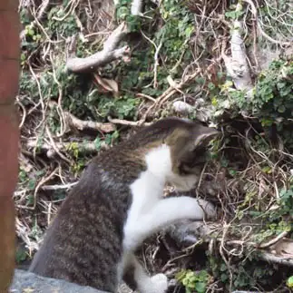 覗き込みしすぎるネコ　　はなさん