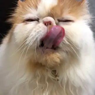 味わいすぎるネコ　　アムママさん