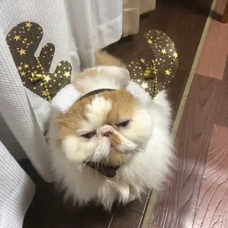 気が早すぎるネコ　　アムママさん