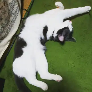 ひねりすぎるネコ　　あきこMさん