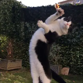 カメラ目線すぎるネコ　　やまこさん