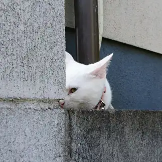 家政婦は見た！すぎるネコ　　ももきびさん
