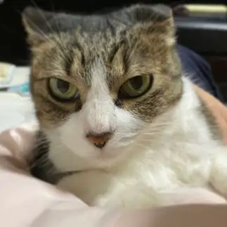 耳がたおれすぎるネコ　　山内貴子さん