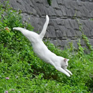 飛びすぎるネコ　　益森清さん