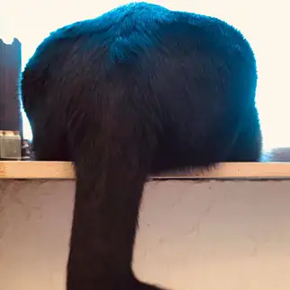 ゾウすぎるネコ　　月夜のライオンさん
