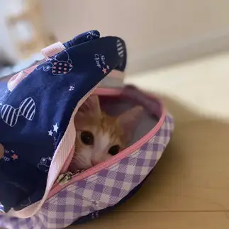 遠足について行こうと試みすぎるネコ　　森島真弓さん