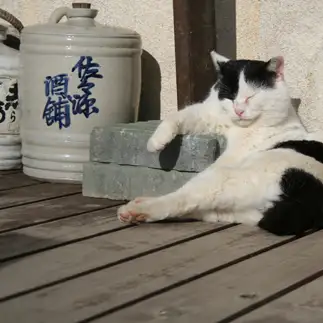 酒豪すぎるネコ　　おいにゃんさん