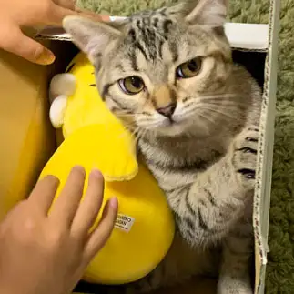 遊ばれすぎて嫌気しすぎるネコ　　ギャピさん