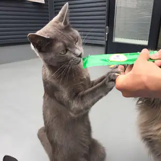 正座して礼儀正しすぎるネコ　　もこたんさん
