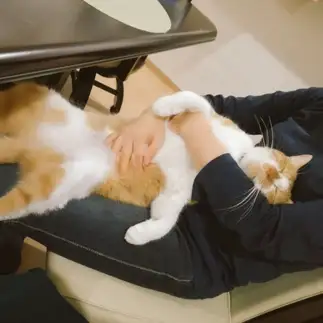 自分が猫である事を忘れたおじさんすぎるネコ　　青柳真穂さん