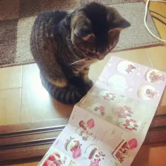 どのケーキにするか真剣に悩みすぎるネコ　　はっつーさん