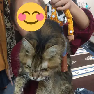 好きにしてくれると諦めすぎるネコ　　きららmamaさん