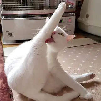 チキンレッグすぎるネコ　　yamawaiisoraさん