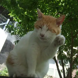 招き猫のポーズがうますぎるネコ　　sirasuさん