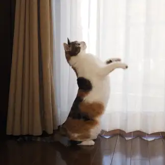 猫背矯正しすぎるネコ　　kuroneko_120さん