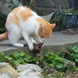 よっこらしょすぎるネコ　　黒猫カレンさん