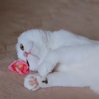 造花のバラが好きすぎるネコ　　れいこさん