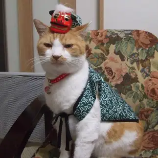 獅子舞いすぎるネコ　　sirasuさん