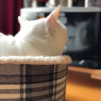 特等席を満喫しすぎるネコ　　okobukuroさん