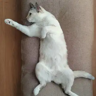 つっこみが上手すぎるネコ　　モコネコさん