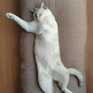 社交界デビューを夢見すぎるネコ　　モコネコさん