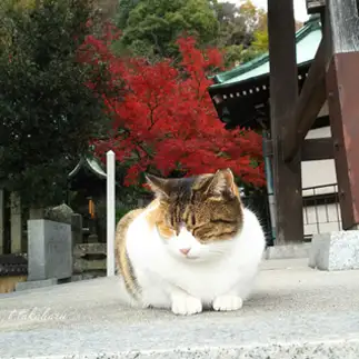 サンタ帽子をかぶった夢を見すぎるネコ　　t.takaharuさん