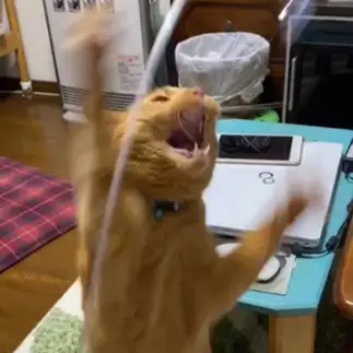 ｘｍａｓプレゼントにテンション上がりすぎるネコ　　カミオさん