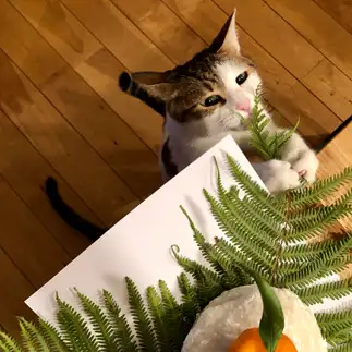 もしゃもしゃに抗えなさすぎるネコ　　りんごパンさん