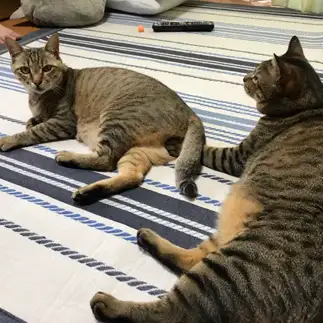 スケベすぎるネコ　　ともちゃんさん