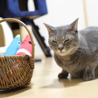 あいさつ回りが丁寧すぎるネコ　　ゆずなつさん