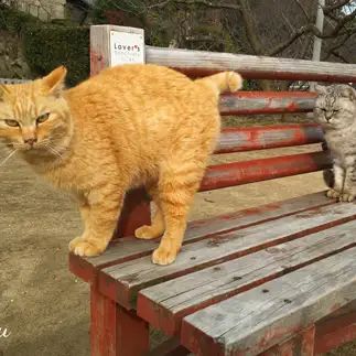 お尻を見つめられすぎるネコ　　t.takaharuさん