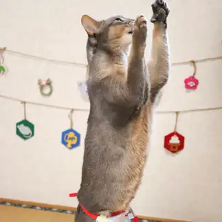 新年が待ち遠しすぎるネコ　　かなさん