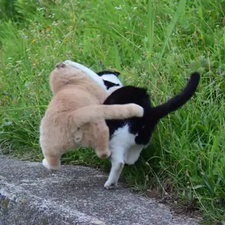 お尻が可愛いすぎるネコ　　益森清さん