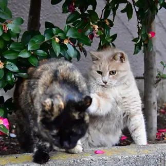 どすこいすぎるネコ　　益森清さん
