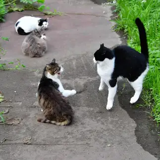 ビビリすぎるネコ　　益森清さん