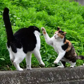 このヤローすぎるネコ　　益森清さん