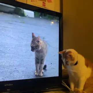 シンクロしすぎるネコ　　ゆうたんさん