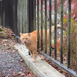 お腹がつっかえすぎるネコ　　仙城 彩漓さん