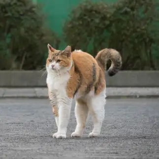 マッスルすぎるネコ　　サトウヒロキさん