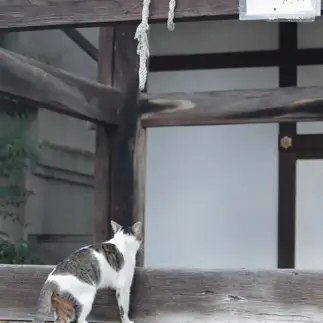 除夜の鐘禁止でショックを受けすぎるネコ　　mochaさん