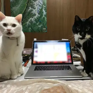 狛犬すぎるネコ　　駒村みどりさん