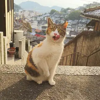 びっくりして舌をしまい忘れすぎるネコ　　t.takaharuさん