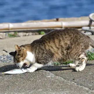 魚を咥えるのが下手すぎるネコ　　アロポンパパさん